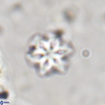 Olladiscoaster lepidus 30627