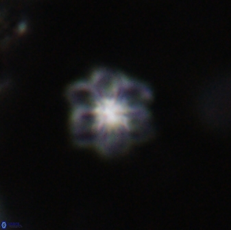 Olladiscoaster lepidus 30620