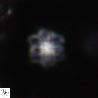Olladiscoaster lepidus 30620