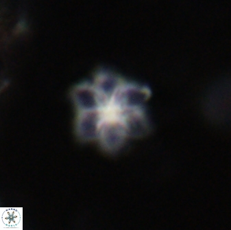 Olladiscoaster lepidus 30622