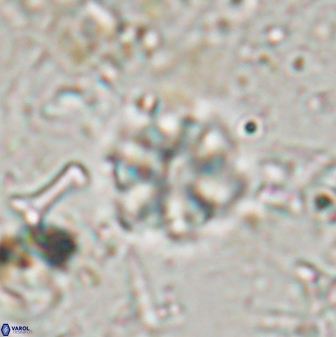 Olladiscoaster lepidus 30807