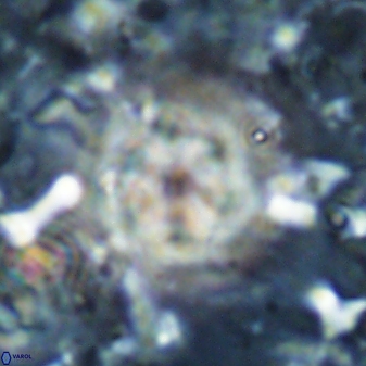 Olladiscoaster lepidus 30819