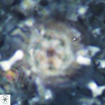 Olladiscoaster lepidus 30819