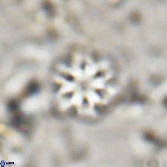 Olladiscoaster lepidus 30810