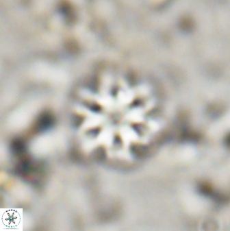 Olladiscoaster lepidus 30810