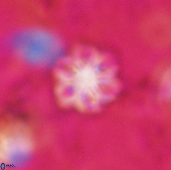 Olladiscoaster lepidus 30824