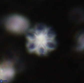 Olladiscoaster lepidus 30825