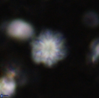 Olladiscoaster lepidus 30827