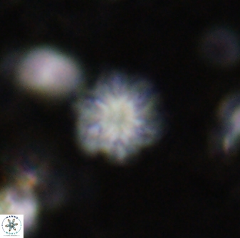 Olladiscoaster lepidus 30827