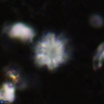 Olladiscoaster lepidus 30829