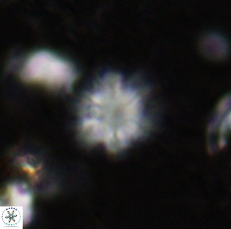 Olladiscoaster lepidus 30829