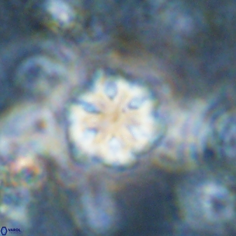 Olladiscoaster lepidus 30821