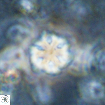 Olladiscoaster lepidus 30821