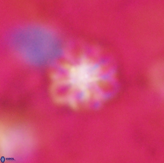 Olladiscoaster lepidus 30822