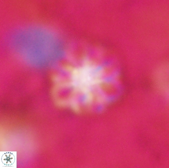 Olladiscoaster lepidus 30822
