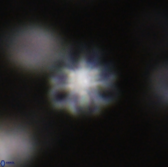 Olladiscoaster lepidus 30823