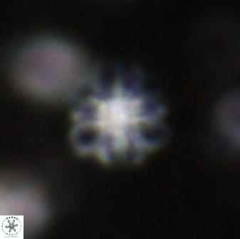 Olladiscoaster lepidus 30823