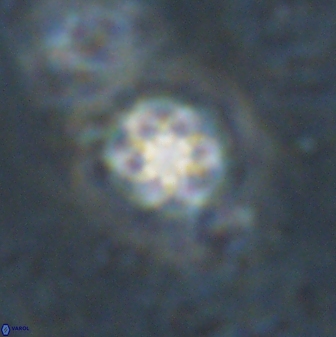 Olladiscoaster lepidus 30976