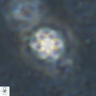 Olladiscoaster lepidus 30976