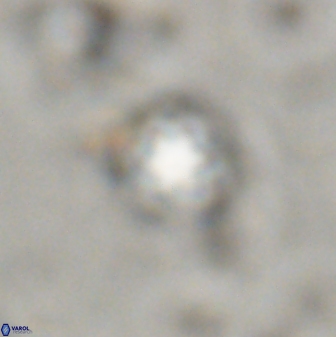 Olladiscoaster lepidus 30977