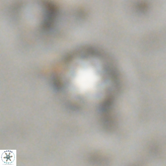 Olladiscoaster lepidus 30977