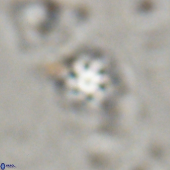 Olladiscoaster lepidus 30978