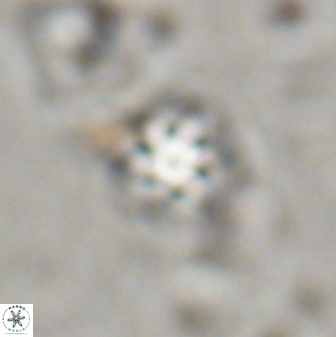 Olladiscoaster lepidus 30978