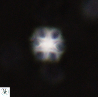 Olladiscoaster lepidus 30984