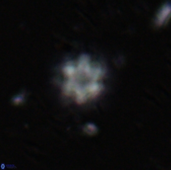 Olladiscoaster lepidus 30986