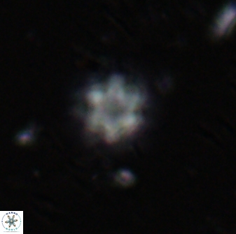 Olladiscoaster lepidus 30986