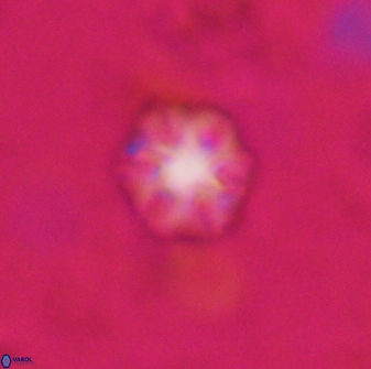 Olladiscoaster lepidus 30987