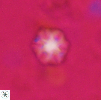 Olladiscoaster lepidus 30987