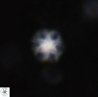 Olladiscoaster lepidus 30988