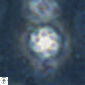 Olladiscoaster lepidus 30993