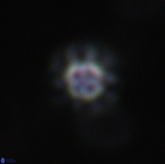 Olladiscoaster lepidus 31004