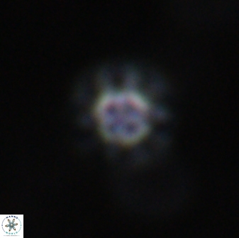 Olladiscoaster lepidus 31004
