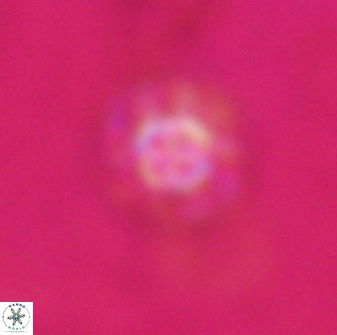 Olladiscoaster lepidus 31003