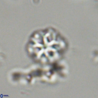 Olladiscoaster lepidus 32894