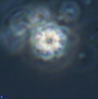 Olladiscoaster lepidus 32904