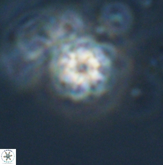 Olladiscoaster lepidus 32904