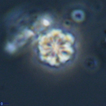 Olladiscoaster lepidus 32905