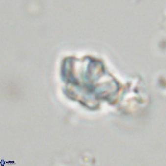 Olladiscoaster lepidus 32919