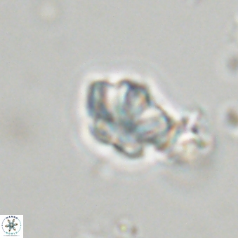 Olladiscoaster lepidus 32919