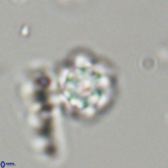 Olladiscoaster lepidus 32924