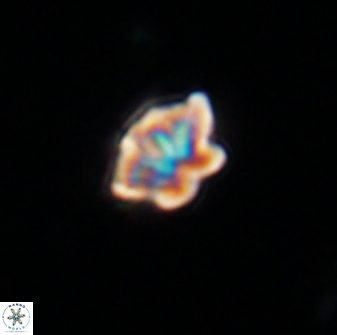 Olladiscoaster lepidus 32920