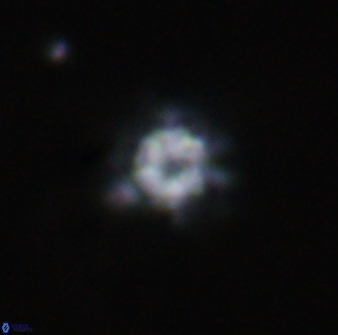 Olladiscoaster lepidus 32923