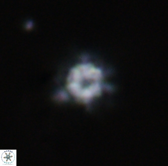 Olladiscoaster lepidus 32923