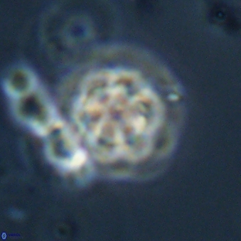 Olladiscoaster lepidus 32934