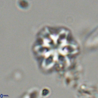 Olladiscoaster lepidus 32936