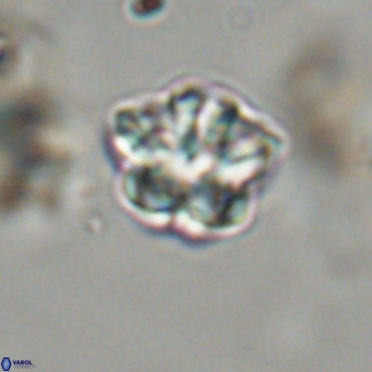 Olladiscoaster lepidus 32937